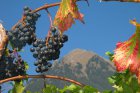 weinreben