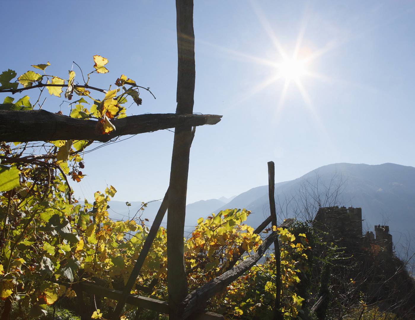 Il sole splende sui vigneti di Tirolo