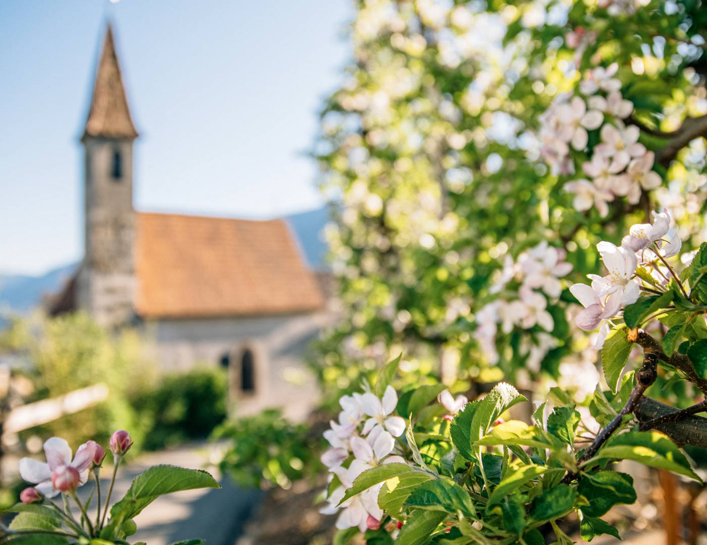 View of the church in Dorf Tirol with the surrounding vineyards