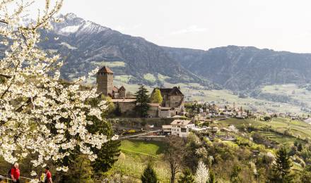 Frühlingsbild mit Blick auf Schloss Tirol und blühende Obstgärten in Dorf Tirol