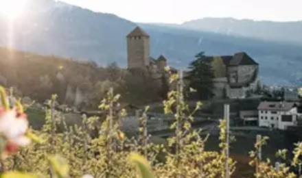 Frühlingsbild mit Blick auf Schloss Tirol und blühende Obstgärten in Dorf Tirol