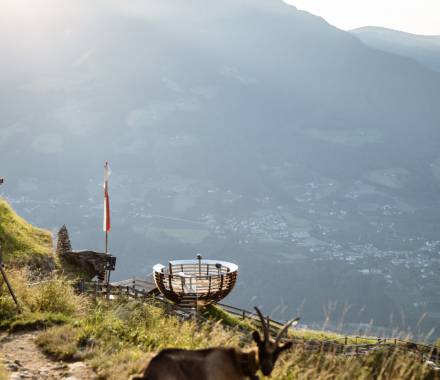 Ziegen auf der Hochmuth, dem Hausberg von Dorf Tirol in Südtirol