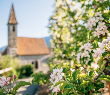 Blick auf die Kirche in Dorf Tirol mit den umliegenden Weinbergen