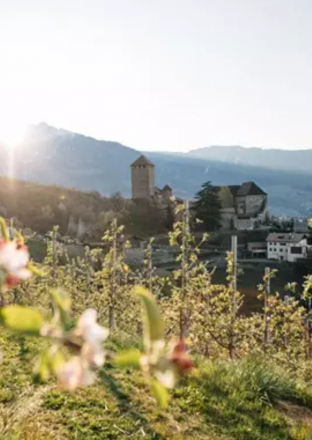 Frühlingsbild mit Blick auf Schloss Tirol und blühende Obstgärten in Dorf Tirol