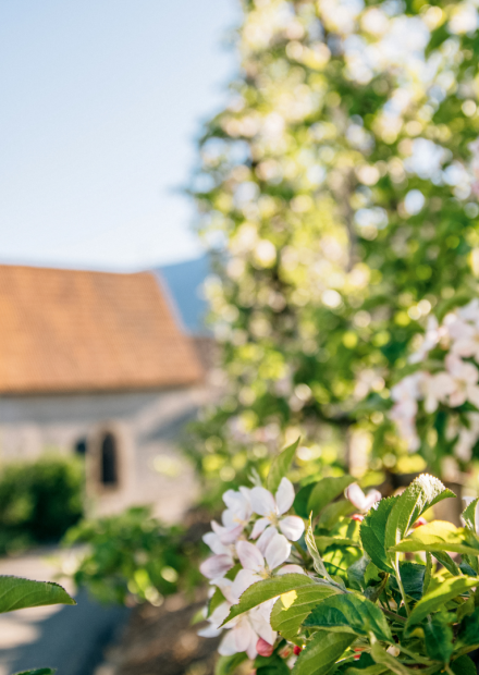 Blick auf die Kirche in Dorf Tirol mit den umliegenden Weinbergen