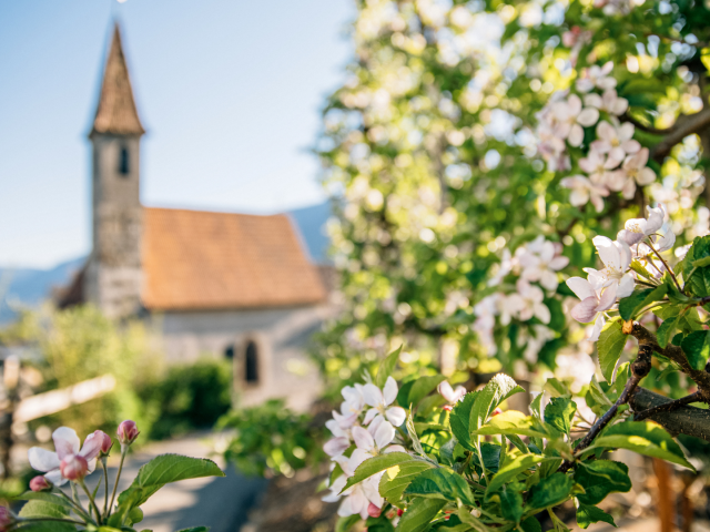 Blick auf die Kirche in Dorf Tirol mit den umliegenden Weinbergen