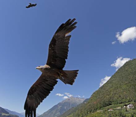 Adler fliegt in den Bergen