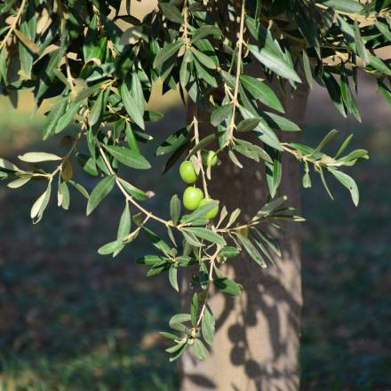 Olivenbaum im Hotelgarten