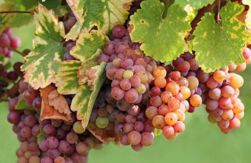 Symbolfoto: 19. Aug. 2025 ab 21:15 UhrPepikeller Weinverkostung mit Sommelier Andreas