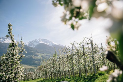 Symbol photo: 29. Apr. 2026 from 09:00 o'clockReception Highlight: excursion