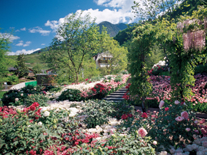 Blumen und Blütenpracht in Italien